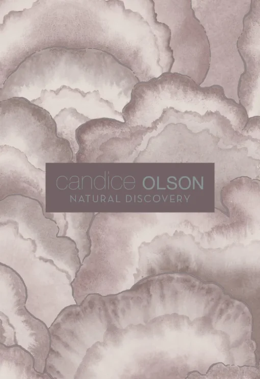 Candice Olson Natural Discovery Abalone Fans Wallpaper - Seaglass