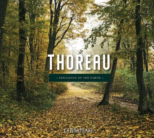 Chesapeake Thoreau Birdsong Wallpaper - Mauve